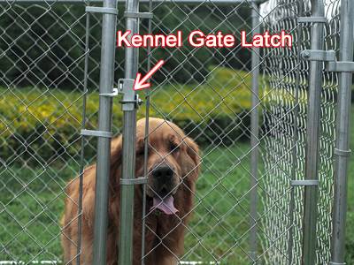 A large dog stay in the chain link kennel with dog-proof latch.